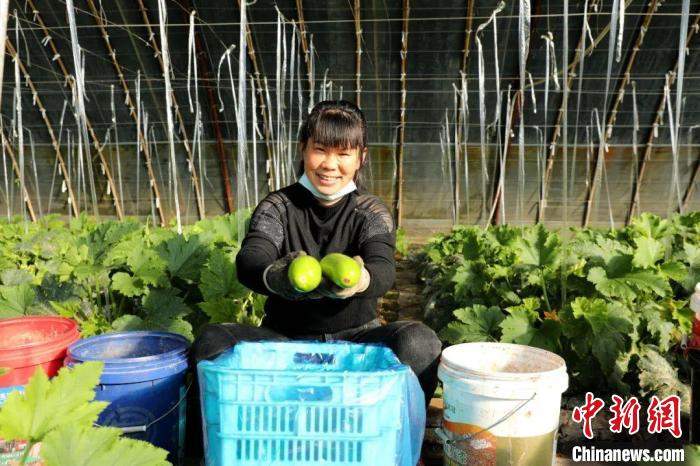 閆村的蔬菜大棚?！」鶗栽?攝