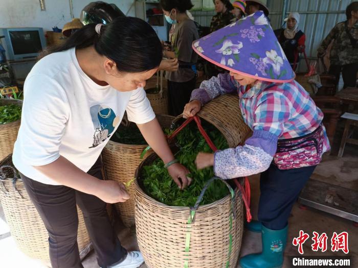 10月13日，在海南省白沙黎族自治縣牙叉鎮(zhèn)的五里路有機(jī)茶園，符小芳驗收稱重時挑揀出采摘不合格的茶葉?！堅潞汀z