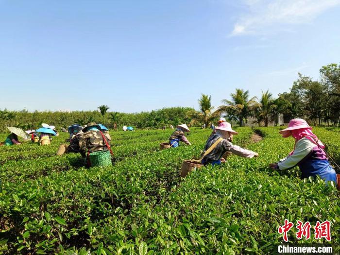 10月13日，在海南省白沙黎族自治縣牙叉鎮(zhèn)的五里路有機(jī)茶園，茶農(nóng)正在采摘有機(jī)茶葉?！堅潞?攝
