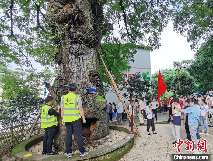 名木古樹保護(hù)專業(yè)技術(shù)團(tuán)隊(duì)對(duì)毛竹山村南酸棗樹進(jìn)行“全面體檢”?！∈Y林林 攝