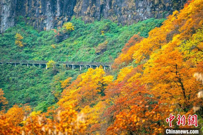 瓦屋山秋色正濃?！⒅铱?攝