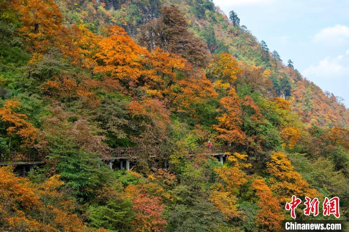 游山步道穿過(guò)彩林，美不勝收?！⒅铱?攝