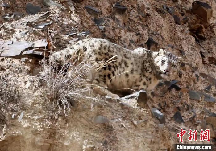 資料圖為佩戴衛(wèi)星項(xiàng)圈的雪豹“祁妙”。 <a target='_blank' href='/'>中新社</a>發(fā) 祁連山國家公園青海省管理局 供圖
