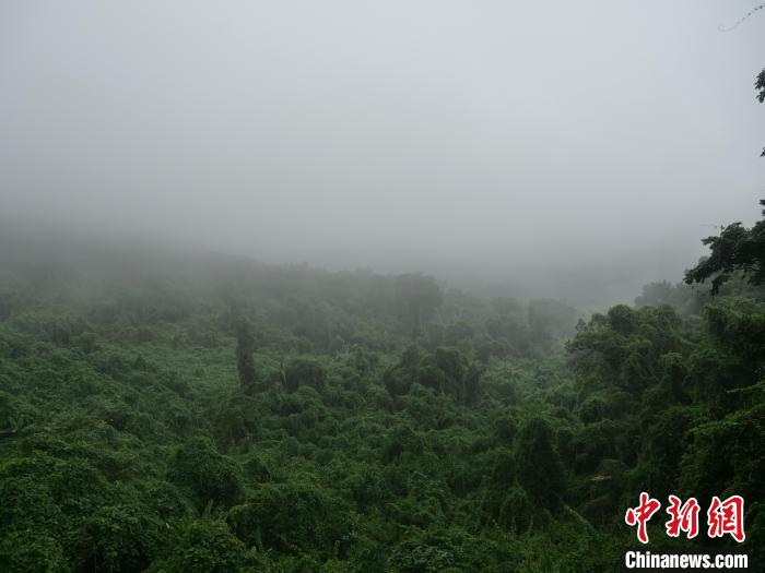 昌江霸王嶺，雨霧繚繞的熱帶雨林?！×栝?攝
