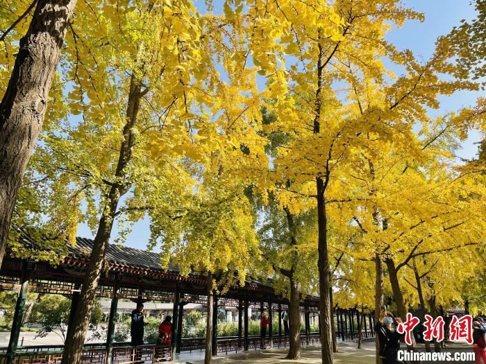 圖為中山公園銀杏林?！”本┦泄珗@管理中心供圖