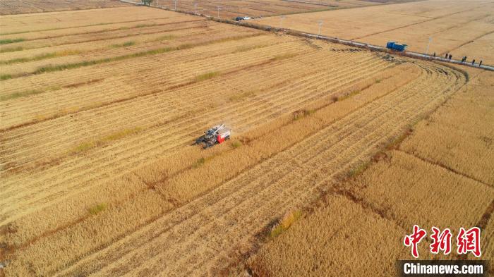 轟鳴的收割機(jī)在稻田中穿梭?！⊥醵髁?攝
