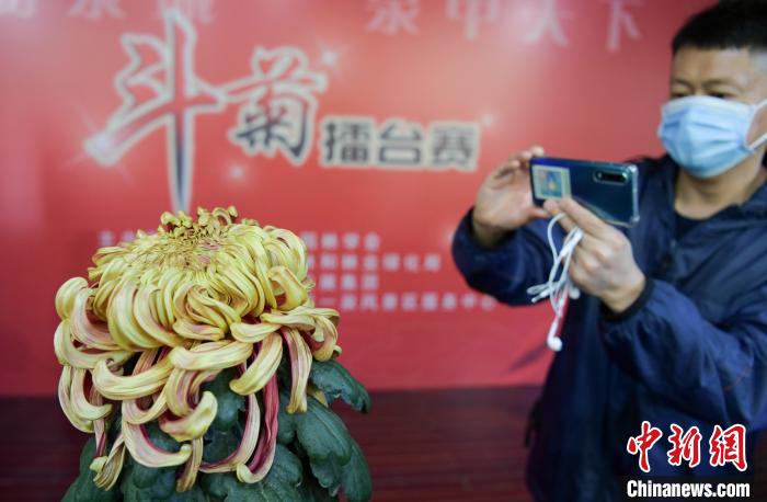 10月25日，濟(jì)南趵突泉金秋菊展，“菊王”吸引觀眾拍照?！堄?攝