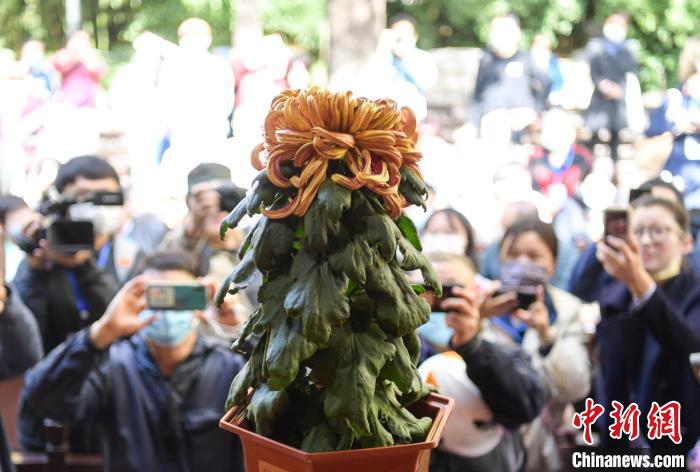10月25日，濟(jì)南趵突泉金秋菊展“菊王”亮相。當(dāng)日，第43屆趵突泉金秋菊展“斗菊”擂臺(tái)賽開(kāi)賽?！堄?攝