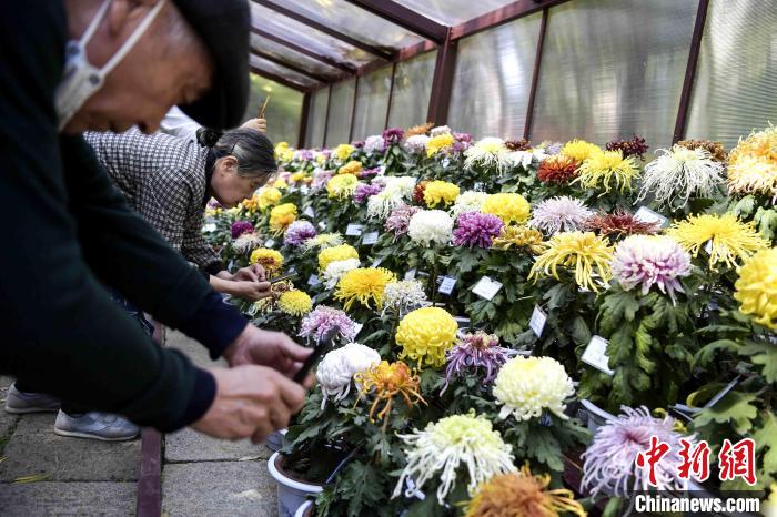 市民在菊花造型前拍照?！堄?攝