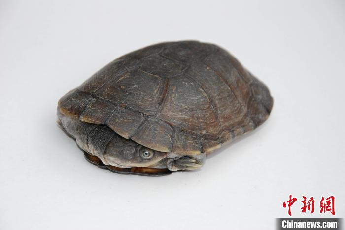 脊椎動物聲音通訊從何而來？最新研究稱或起源于4.07億年前