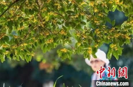 南京百年“桂花王”迎來桂花盛放期?！°蟛?攝