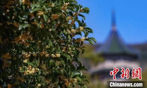 南京百年“桂花王”迎來桂花盛放期?！°蟛?攝