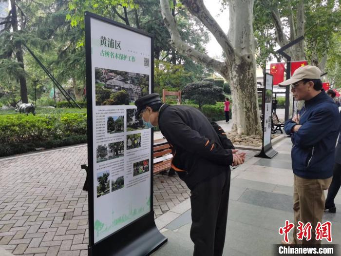 靜安公園主景道兩旁的懸鈴木都是120多年的古樹(shù)，是靜安公園的“鎮(zhèn)園之寶”?！￡愳o 攝