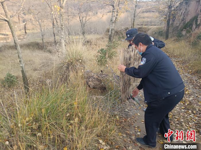 圖為民警正在對國家二級保護(hù)野生動物長耳鸮進(jìn)行放飛。　互助公安供圖