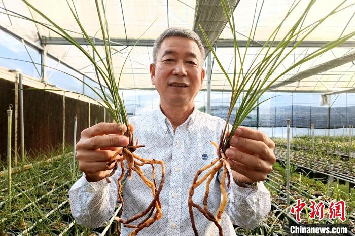 臺胞湯清喜向記者分享他在大陸種植蘭花故事?！×握涿?攝