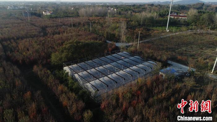 如今，基地繁育出不同規(guī)格的種苗50余萬株?！∧暇┲猩街参飯@供圖