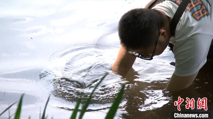 孫堅(jiān)在西湖水中種水草?！∥骱蚬芾硖幑﹫D