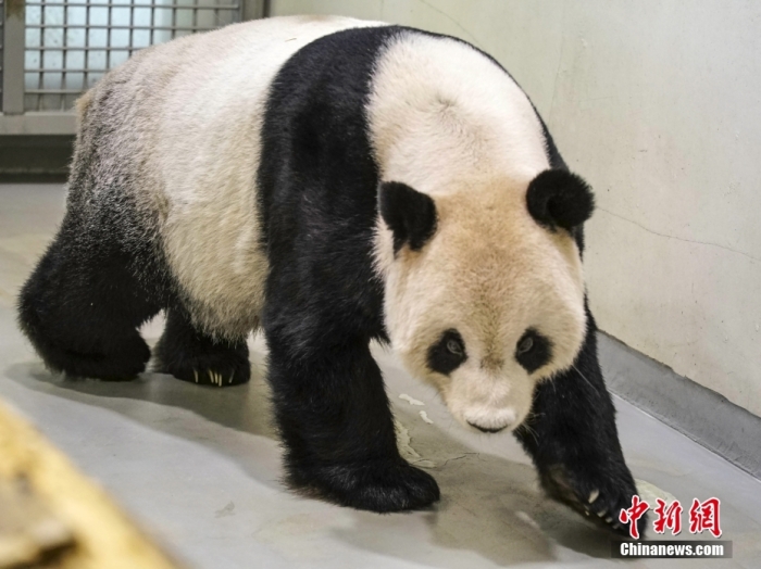 2022年11月2日，大熊貓團(tuán)團(tuán)在臺(tái)北市立動(dòng)物園內(nèi)散步。圖片來源：視覺中國