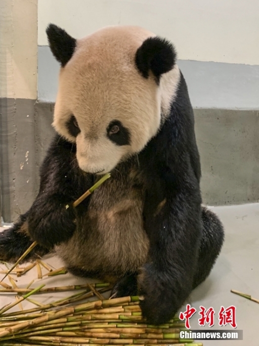 2022年11月2日，大熊貓團(tuán)團(tuán)在臺(tái)北市立動(dòng)物園內(nèi)吃竹筍。圖片來源：視覺中國