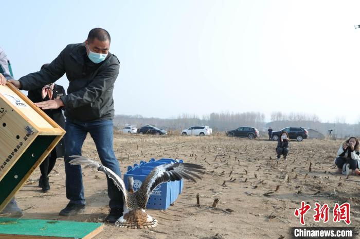 國家一級保護(hù)動物大鴇重返自然北京確保候鳥安全過冬