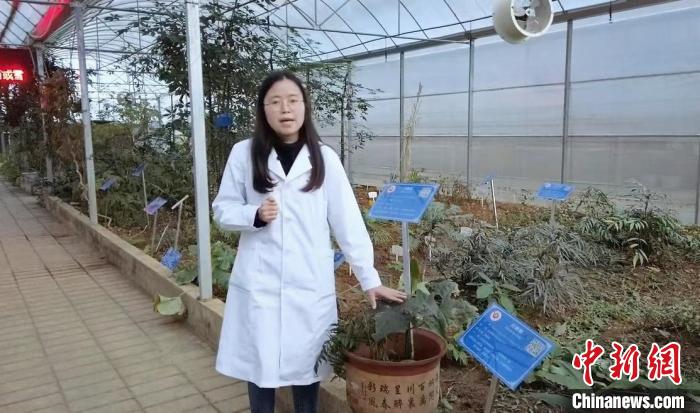 工作人員在貴州中醫(yī)藥大學(xué)的民族醫(yī)藥種植大棚進(jìn)行講解。　周燕玲 攝