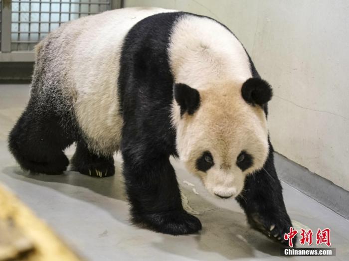 資料圖：2022年11月2日，大熊貓團團在臺北市立動物園內(nèi)散步。圖片來源：視覺中國