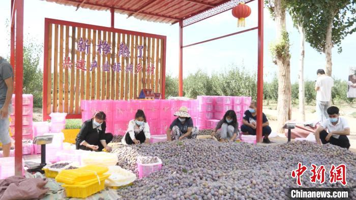 近幾年，伽師縣西梅聲名鵲起，其種植面積已占到全國(guó)的4成，果品也成為網(wǎng)絡(luò)“新寵”。圖為收購(gòu)現(xiàn)場(chǎng)?！≠熆h融媒體中心供圖