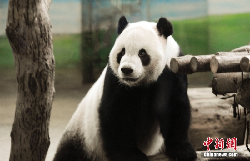 資料圖：2013年8月4日，臺北市立動物園內(nèi)熊貓館的大熊貓“團團”。當日，大熊貓寶寶“圓仔”的滿月，臺北市立動物園熊貓館人聲鼎沸，因媽媽“圓圓”坐月子無法同大家見面，大熊貓爸爸“團團”就成了民眾參觀的目標。<a target='_blank' href='/'>中新社</a>記者 劉震 攝