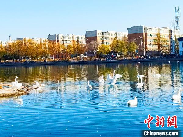 新疆庫(kù)爾勒市民愜意生活家門(mén)口賞野生天鵝戲水