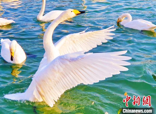 新疆庫(kù)爾勒市杜鵑河畔成群的天鵝在水中暢游，它們時(shí)而梳理羽毛，時(shí)而歡暢嬉戲?！强?攝