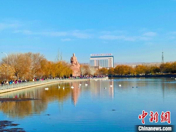 新疆庫(kù)爾勒杜鵑河上天鵝成群，吸引了不少市民駐足欣賞、拍照?！强?攝