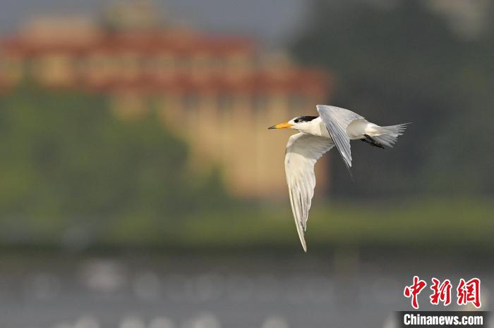 廣東湛江沿海時(shí)隔3年再次發(fā)現(xiàn)中華鳳頭燕鷗