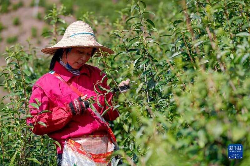 3月28日，茶農(nóng)在祁門縣一處生態(tài)茶園里采摘祁門紅茶鮮葉。（圖源：新華社）