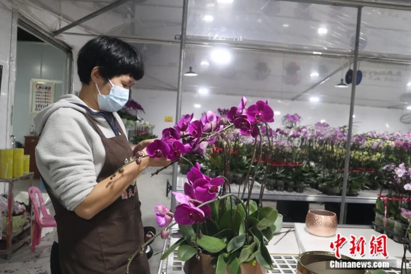 圖為嶺南花卉市場一名店員正在修剪蝴蝶蘭。<a target='_blank' href='/'>中新社</a>記者 孫秋霞 攝