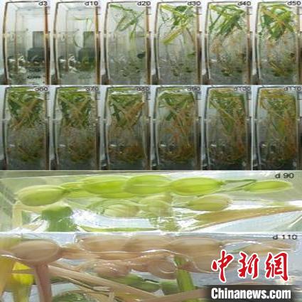 國際首次！中科院團(tuán)隊在中國空間站完成實驗獲得水稻種子