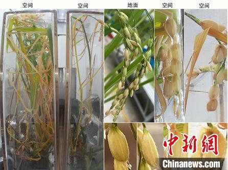 空間水稻原生稻和再生稻圖片，顯示空間稻穗與穎殼張開的表型。　中科院分子植物科學(xué)卓越創(chuàng)新中心 供圖