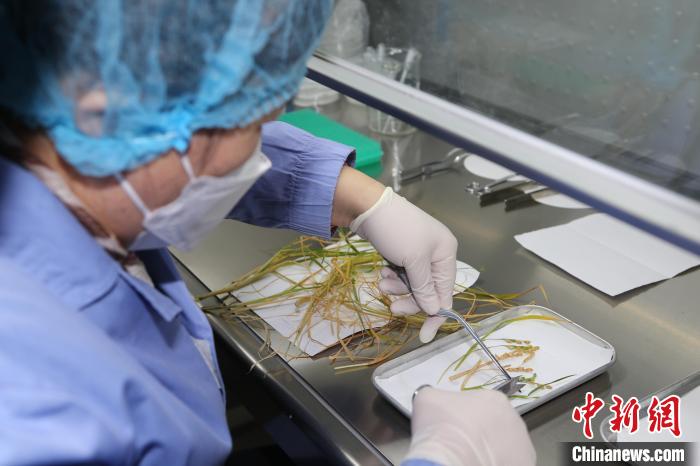 中科院分子植物卓越中心鄭慧瓊研究員對返回實驗樣品進(jìn)行分解與固化?！≈锌圃嚎臻g應(yīng)用中心 供圖