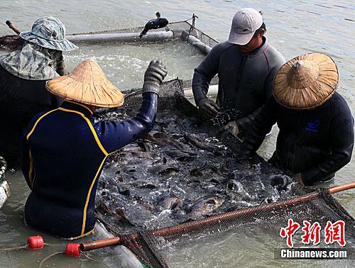 資料圖：臺灣漁民正在捕撈石斑魚。<a target='_blank' href='/'>中新社</a>記者 關向東 攝