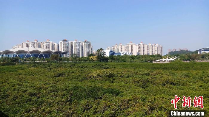 圖為防城港市北部灣海洋文化公園內(nèi)紅樹林郁郁蔥蔥?！●T抒敏 攝