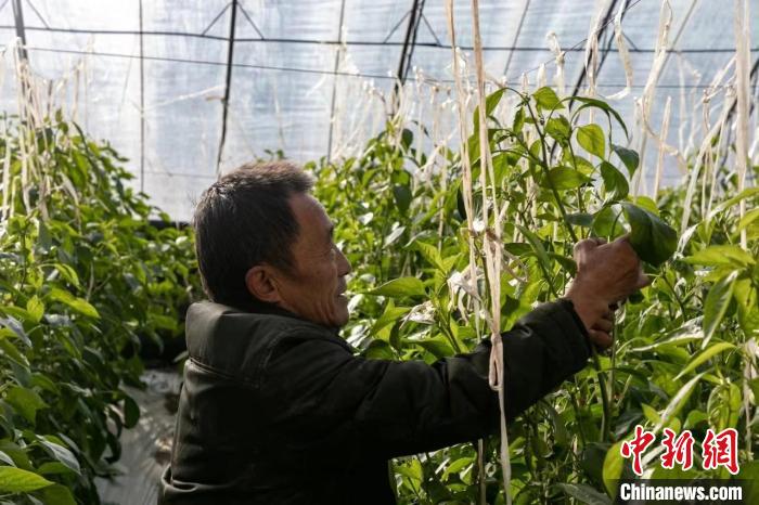 山西省襄垣縣種植農(nóng)戶“貓冬”致富“不打烊”。　王晨 攝