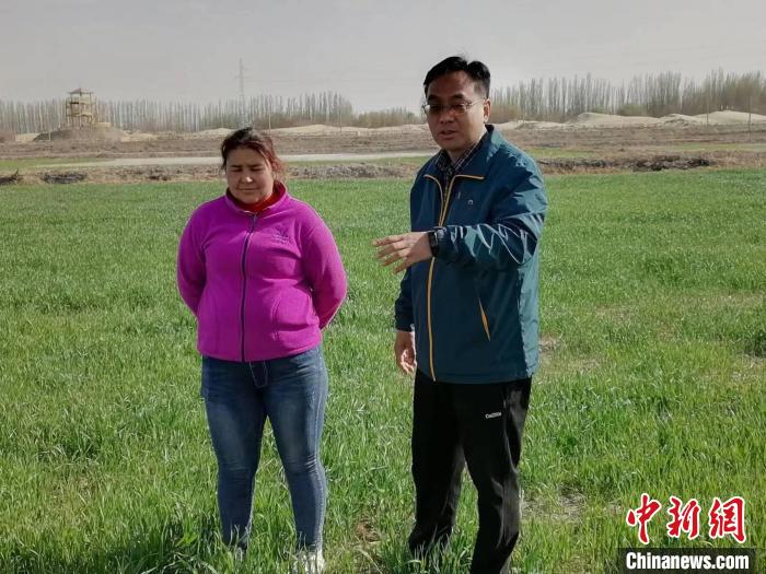 新疆喀什地區(qū)岳普湖海水稻種植基地將重度鹽堿地改造成良田，實現(xiàn)稻麥兩作，為農(nóng)民帶來不菲收益。資料圖 朱景朝 攝