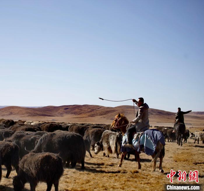 青海唯一蒙古族自治縣：牛羊壯不壯，要看草原好不好