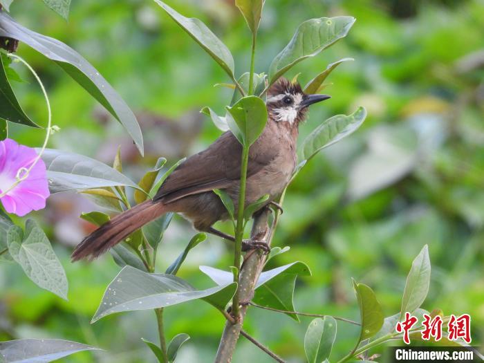 圖為鳥類白頰噪鹛?！≠F陽市委宣傳部供圖