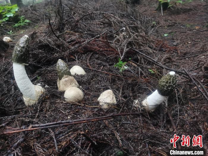 圖為真菌類冬蓀?！≠F陽市委宣傳部供圖