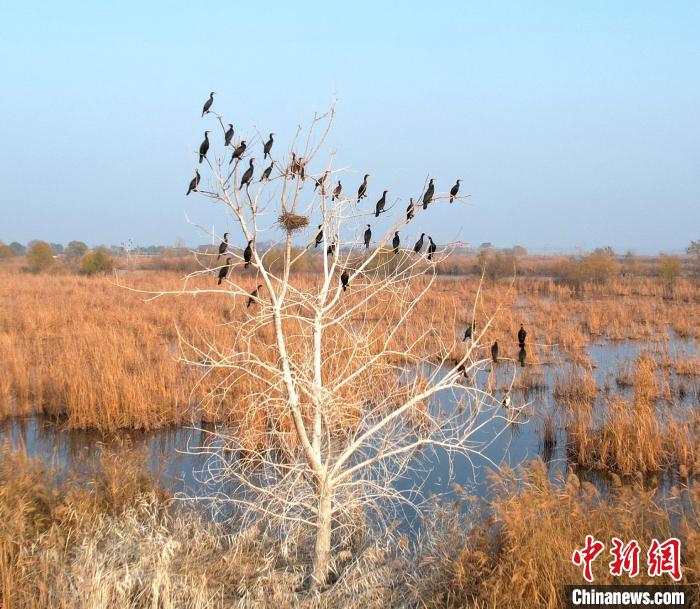 渾身黑色的鸕鶿遠(yuǎn)望很像烏鴉，所以又稱(chēng)水老鴉?！⊥蹊F良 攝
