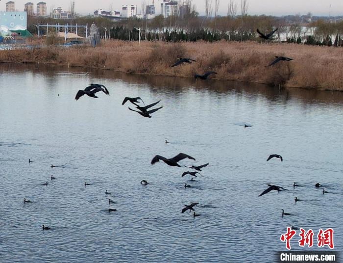鸕鶿不但能潛水捕魚(yú)，也善于飛翔。　王鐵良 攝