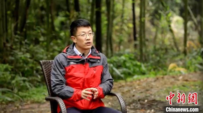 【科學的溫度】圈養(yǎng)大熊貓如何進行野化放歸？