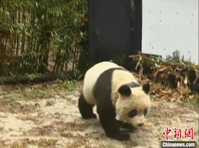 大熊貓“淘淘”放歸?！≈袊笮茇埍Ｗo研究中心供圖
