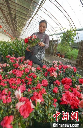 種植戶程彩正在打理花卉?！∠蚶?攝