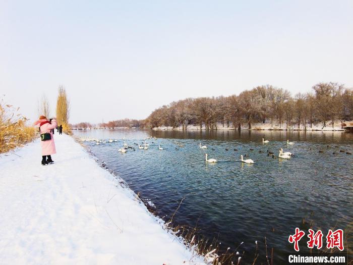 生態(tài)變好，濕地天鵝越來越多，吸引攝影愛好者和游客前來欣賞拍照?！￡愒伱?攝